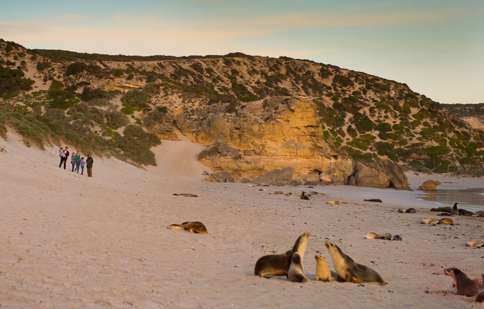 AUS SA Kangaroo Island | Seal Bay Conservation Park