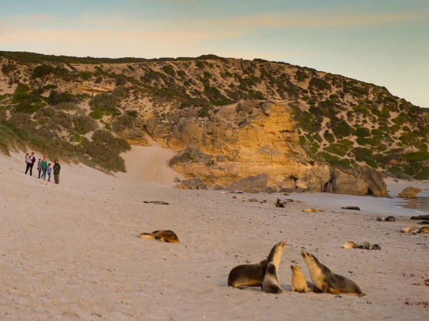 AUS SA Kangaroo Island | Seal Bay Conservation Park