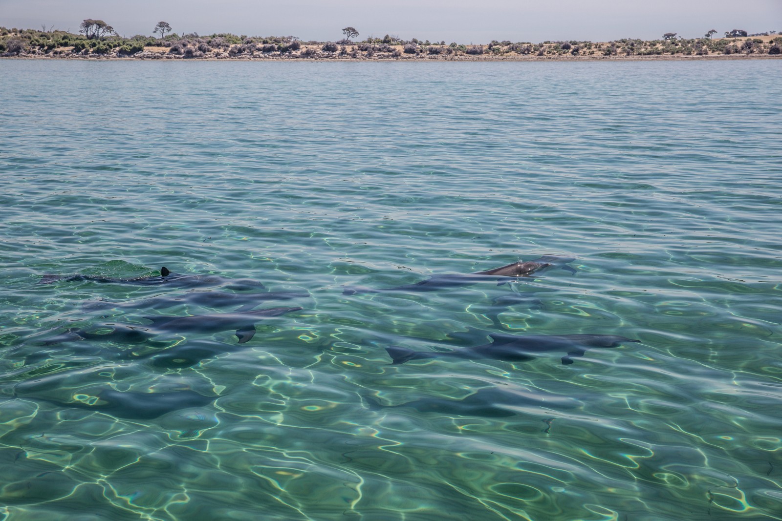 AUS SA Kangaroo Island | Kangaroo Island Marine Adventures