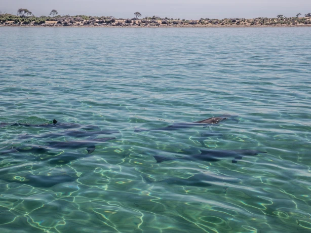 AUS SA Kangaroo Island | Kangaroo Island Marine Adventures