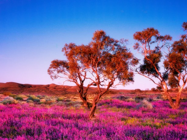 Aus sa coober pedy Oodnadatta Track