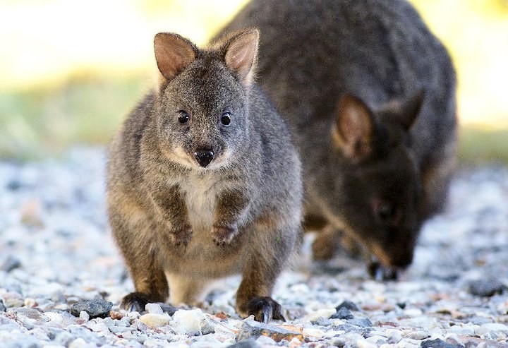 Cradle Mountain Highlanders Cottages Animals1