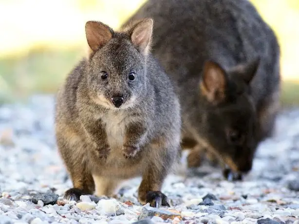 Cradle Mountain Highlanders Cottages Animals1