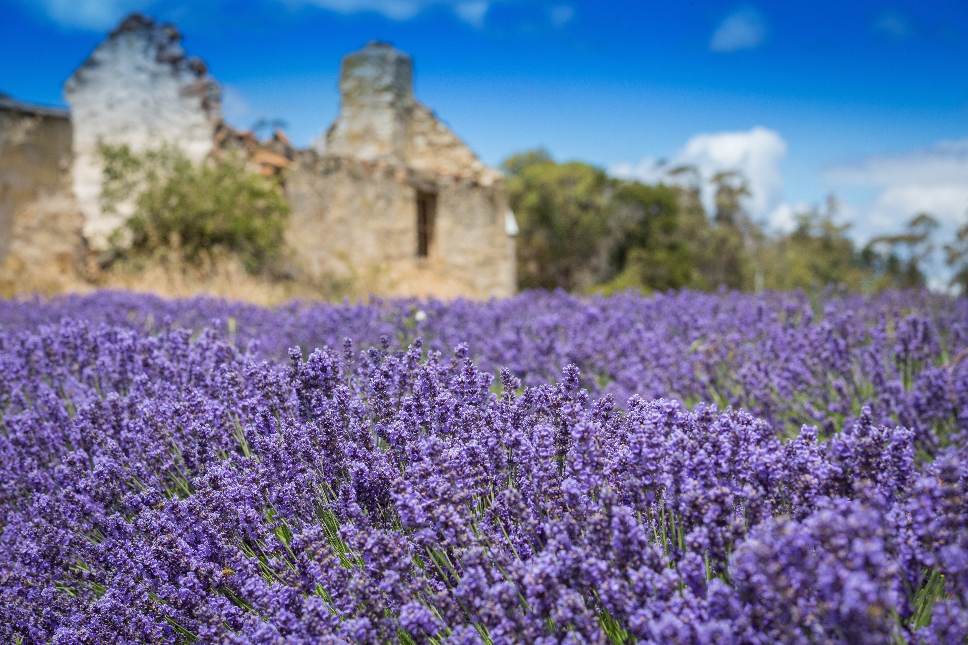 Aus tas port arthur lavender