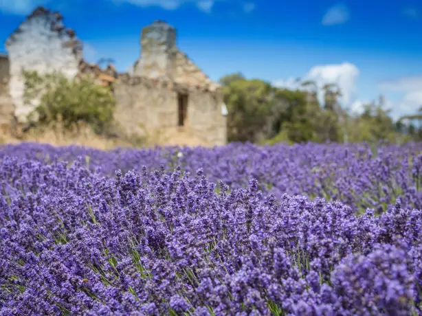 Aus tas port arthur lavender