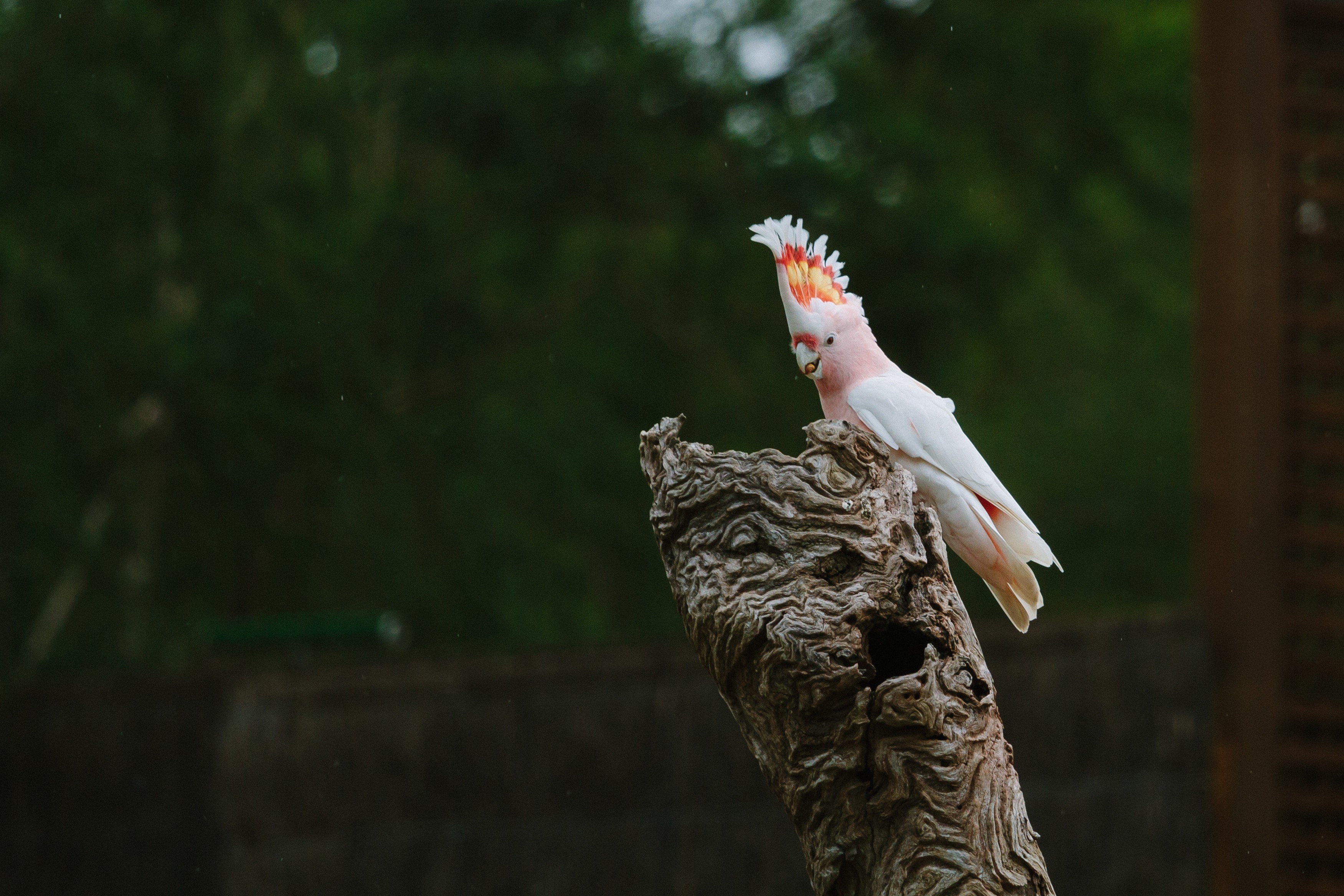 AUS_VIC_Healesville Sanctuary_Yarra Valley