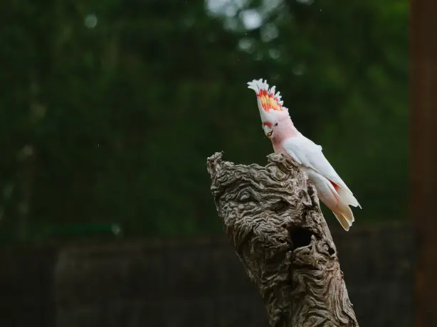 AUS_VIC_Healesville Sanctuary_Yarra Valley