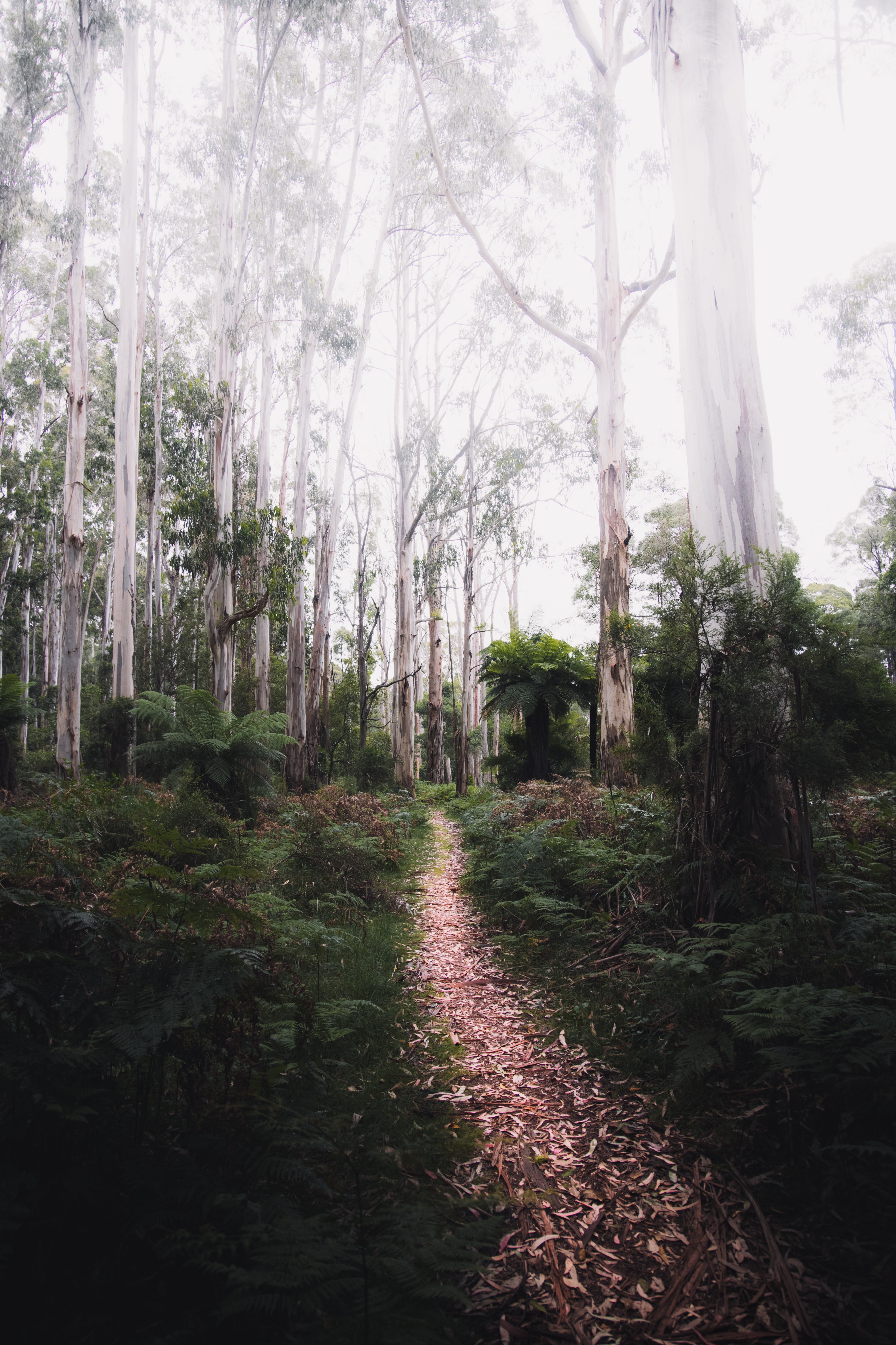 AUS_VIC_Yarra Valley_Dandenong Ranges