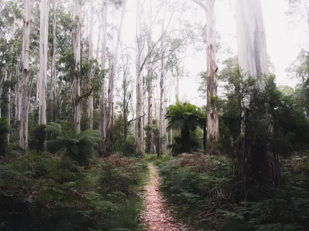 AUS_VIC_Yarra Valley_Dandenong Ranges