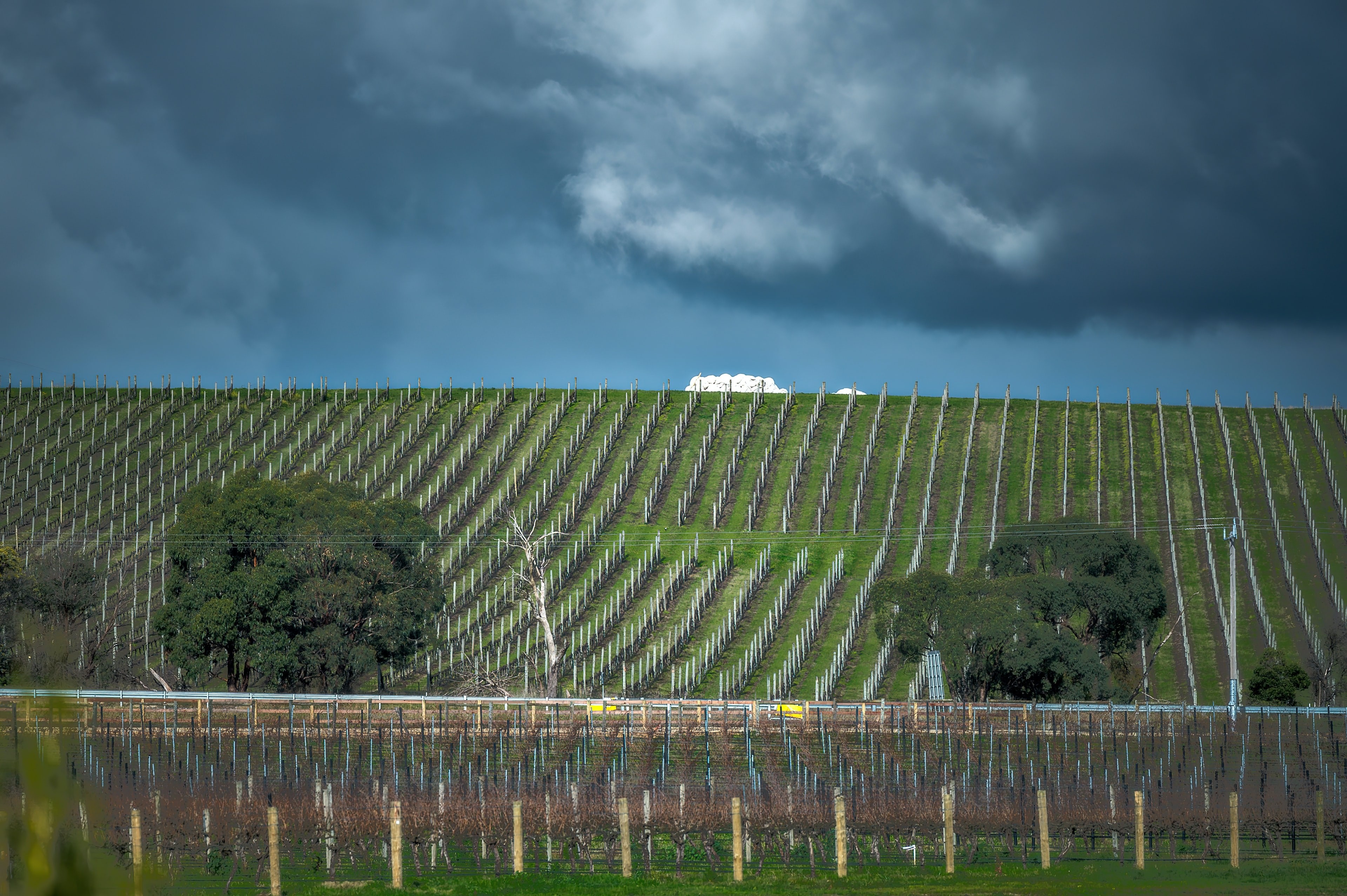 AUS_VIC_Yarra Valley_Healesville