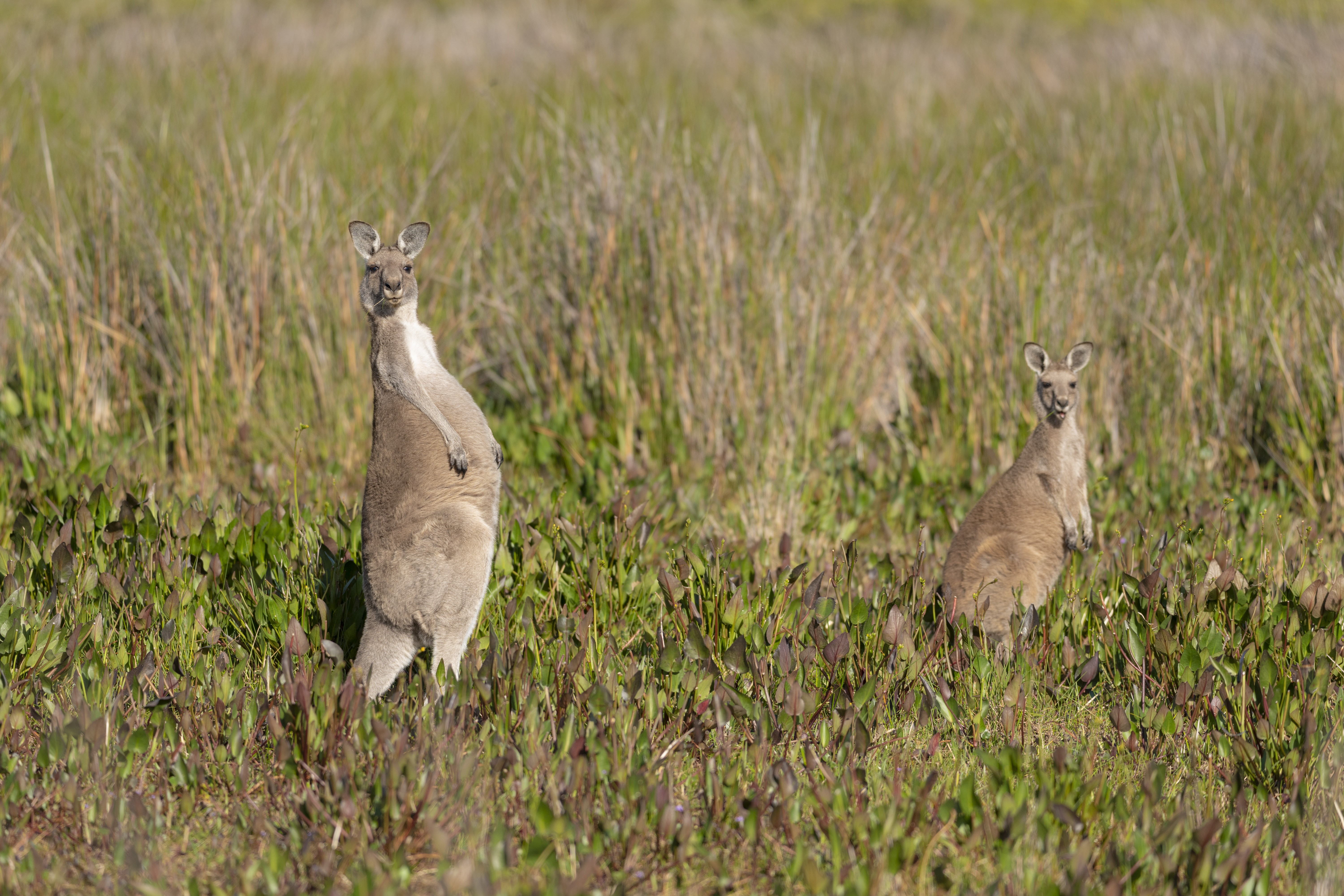 Aus vic Grey Kangaroo Wilsons Promontory National Park 1