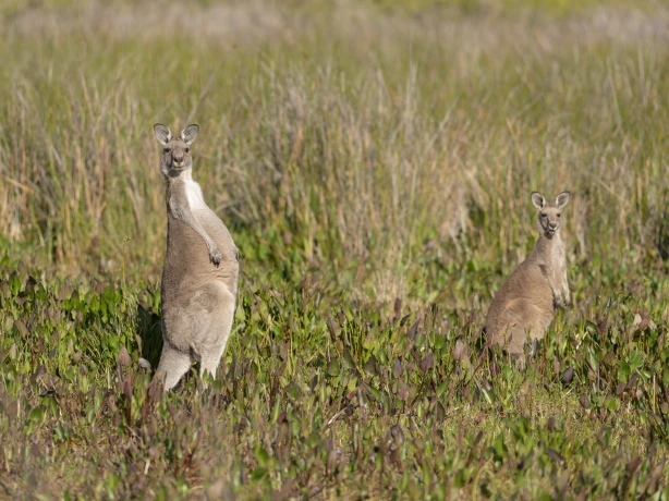 Aus vic Grey Kangaroo Wilsons Promontory National Park 1