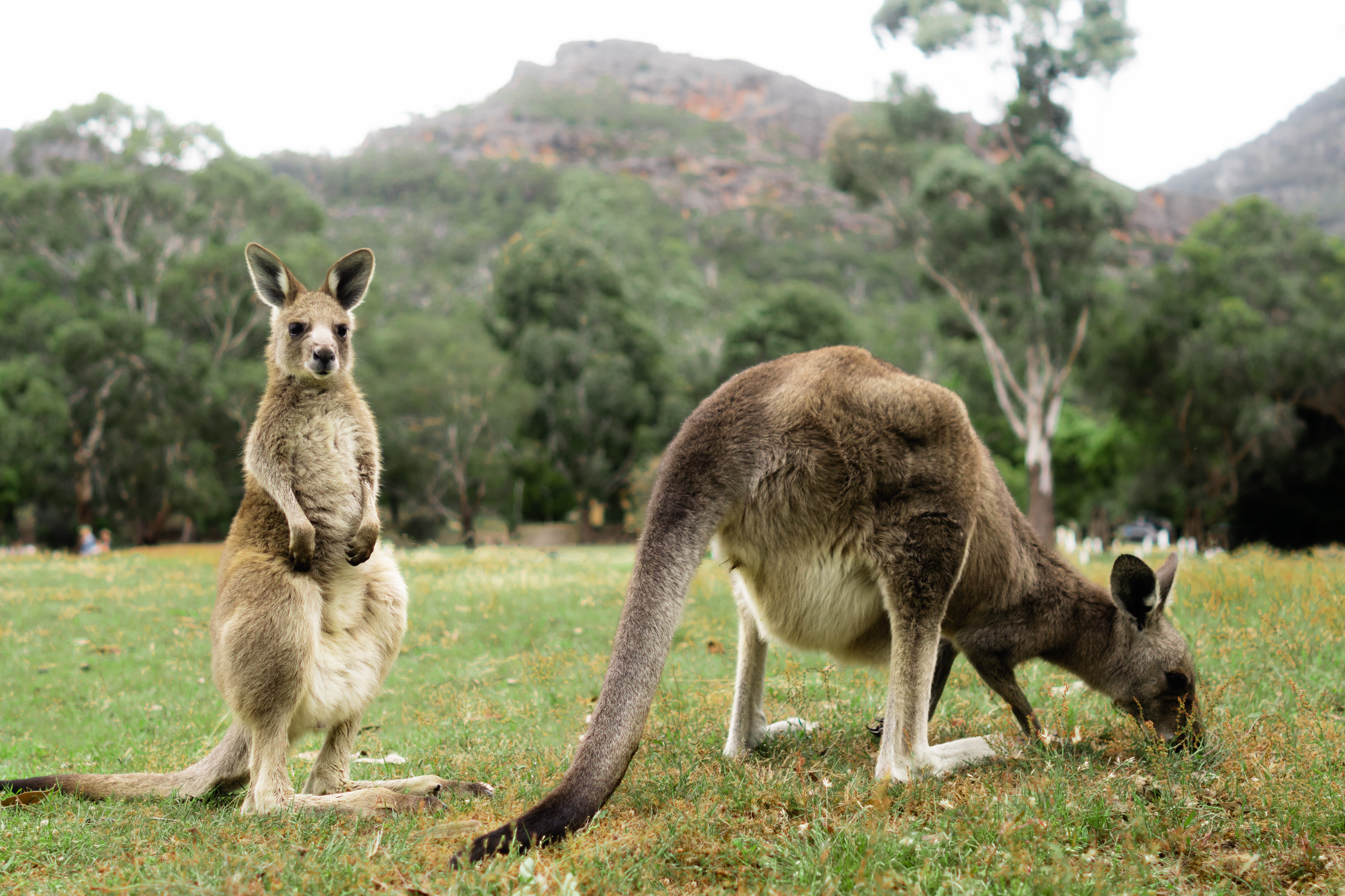 Aus vic Kangaroos in the Grampians