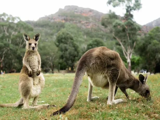 Aus vic Kangaroos in the Grampians