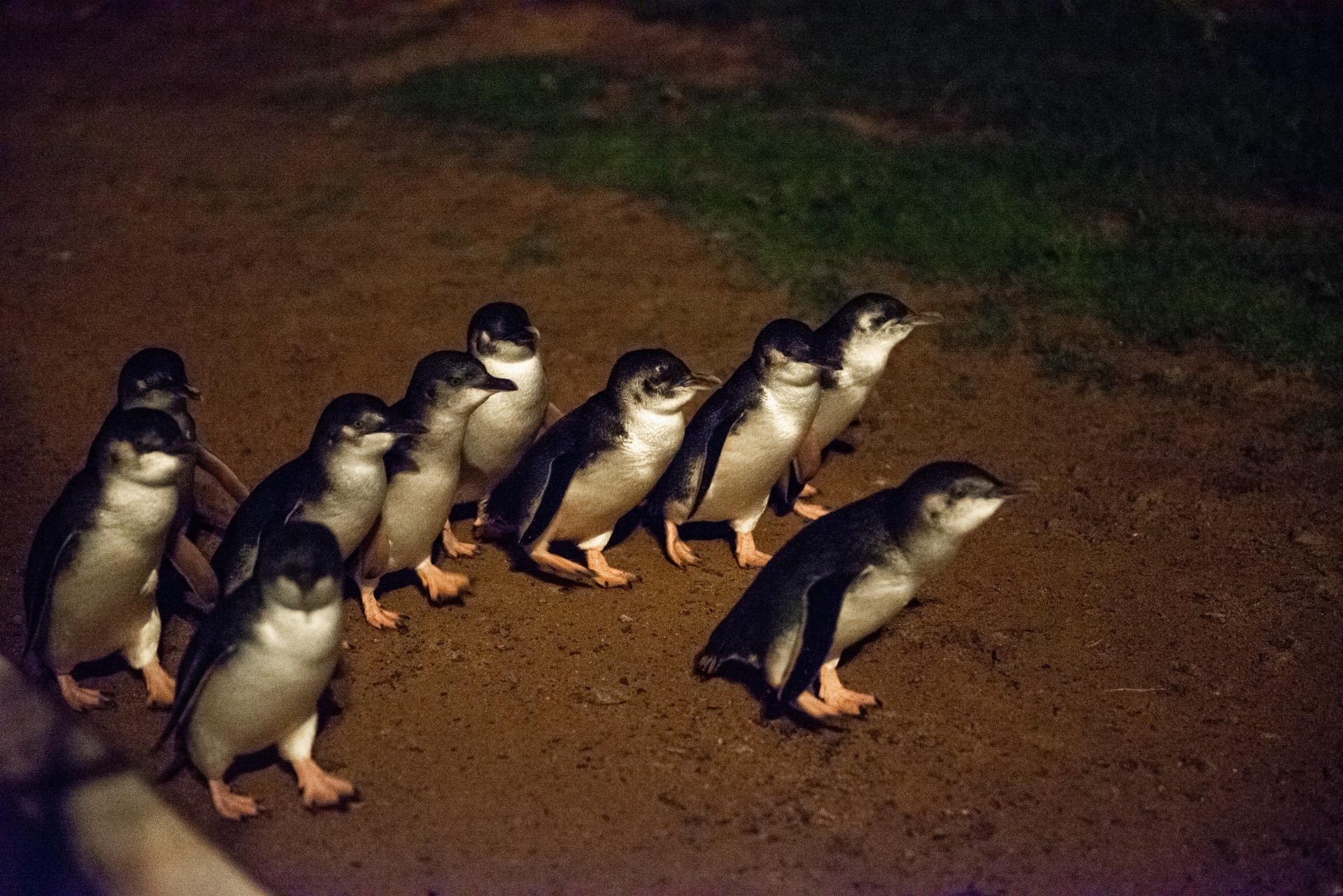 Aus vic Penguin Parade Phillip Island Nature Parks 1