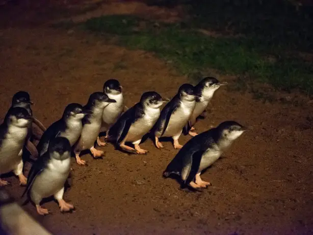 Aus vic Penguin Parade Phillip Island Nature Parks 1