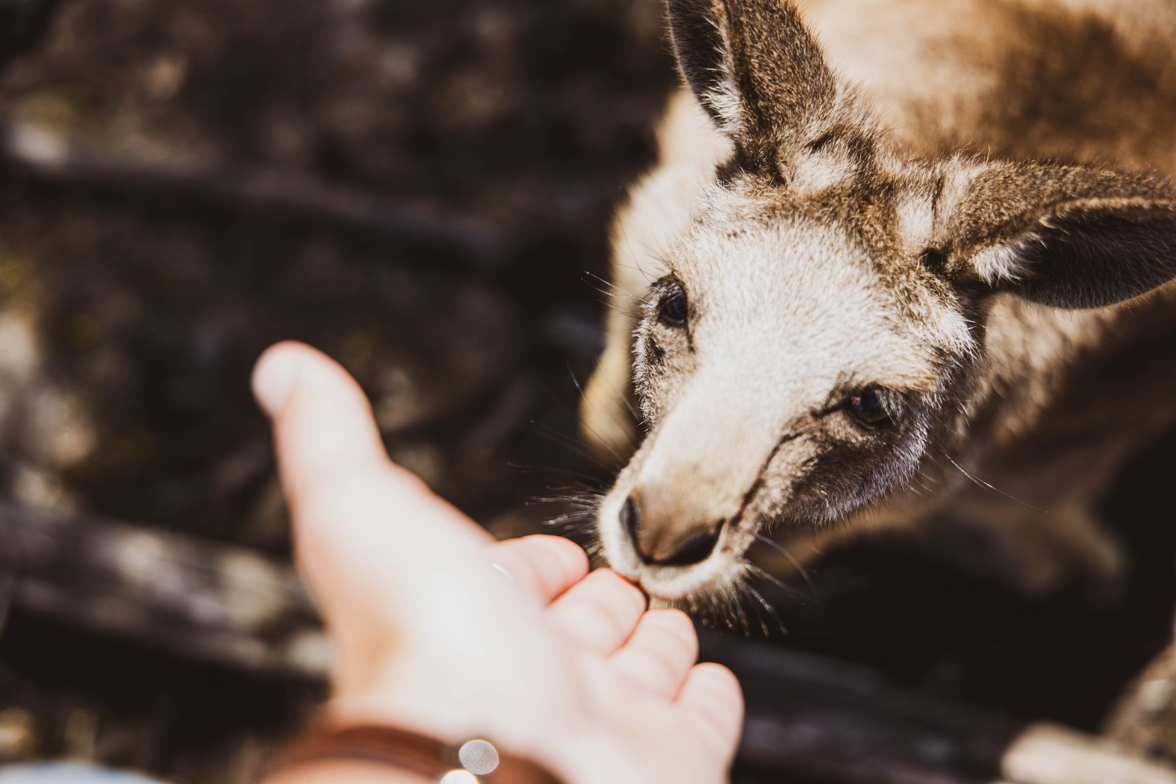 Aus vic Phillip Island Wildlife Park Cowes adrian winther unsplash 1