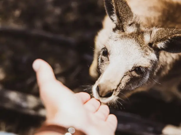 Aus vic Phillip Island Wildlife Park Cowes adrian winther unsplash 1