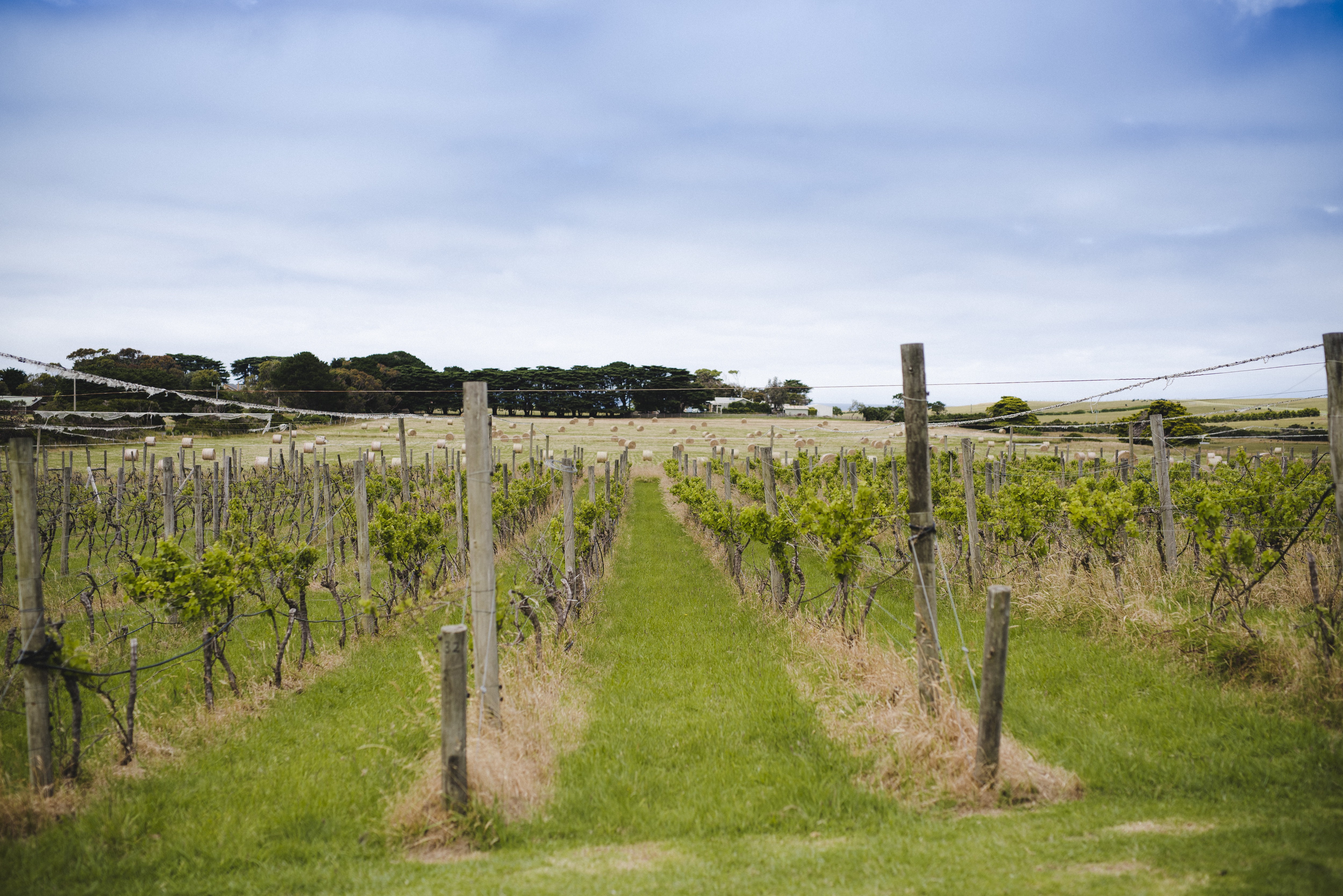 Aus vic Phillip Island Winery The Yards 1