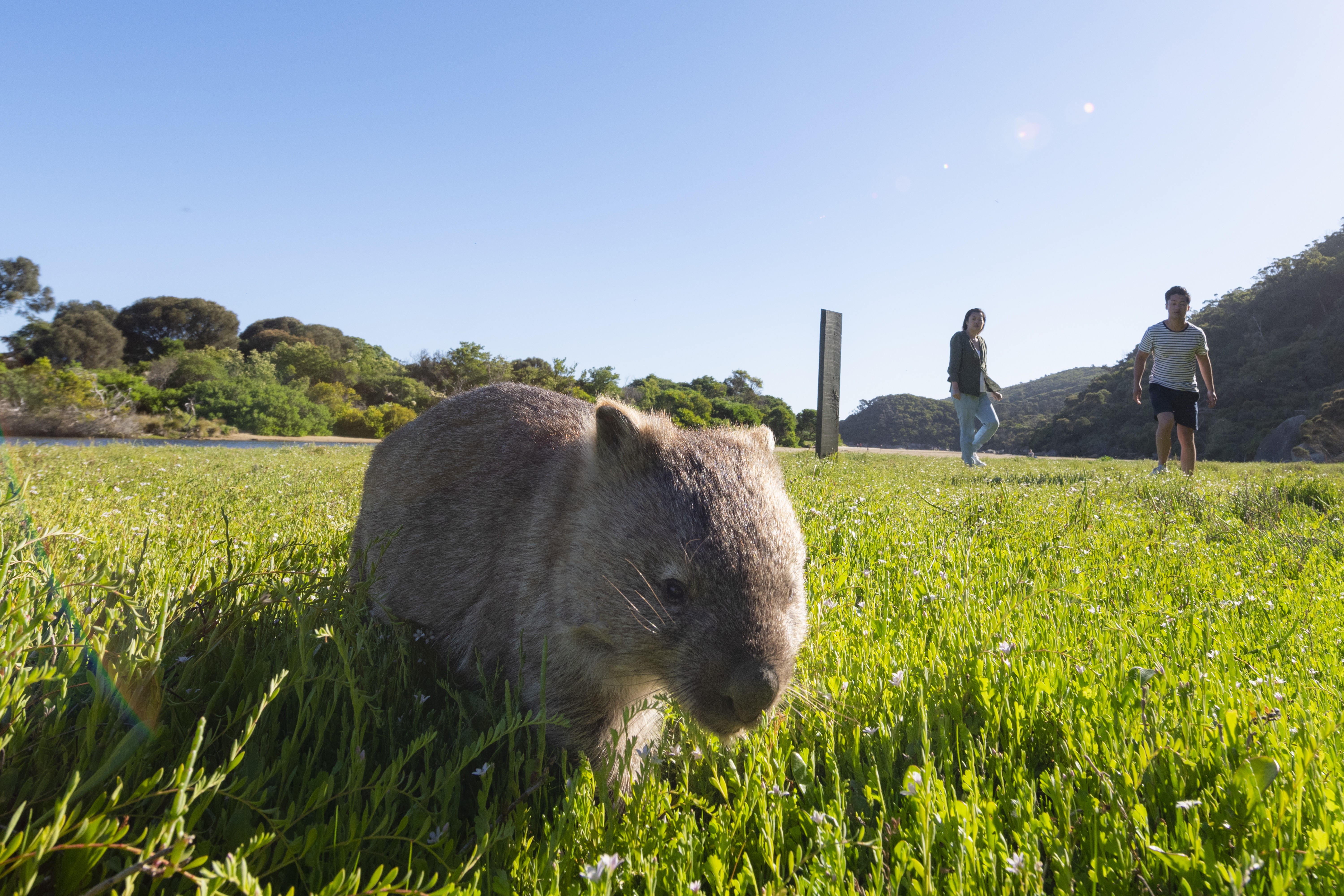 Aus vic Wombats Wilsons Promontory National Park 2