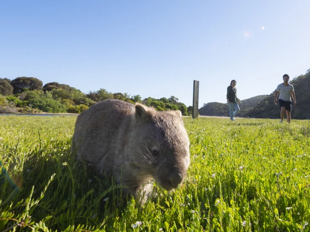 Aus vic Wombats Wilsons Promontory National Park 2