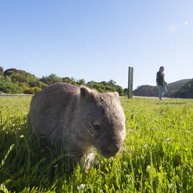 Aus vic Wombats Wilsons Promontory National Park 2