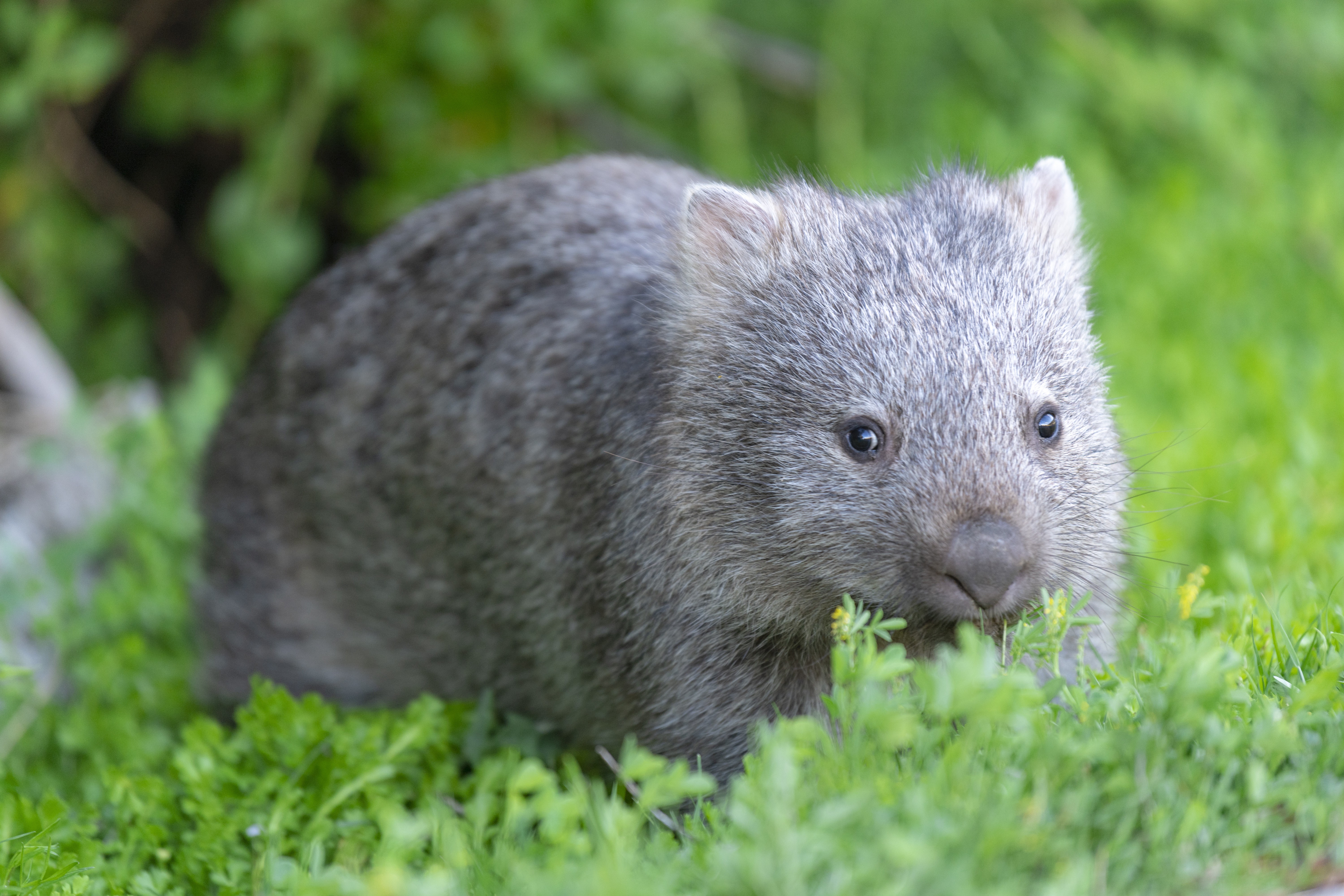 Aus vic Wombats Wilsons Promontory National Park