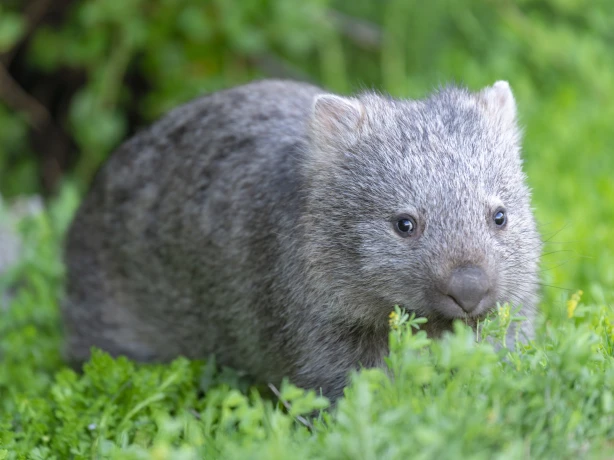 Aus vic Wombats Wilsons Promontory National Park