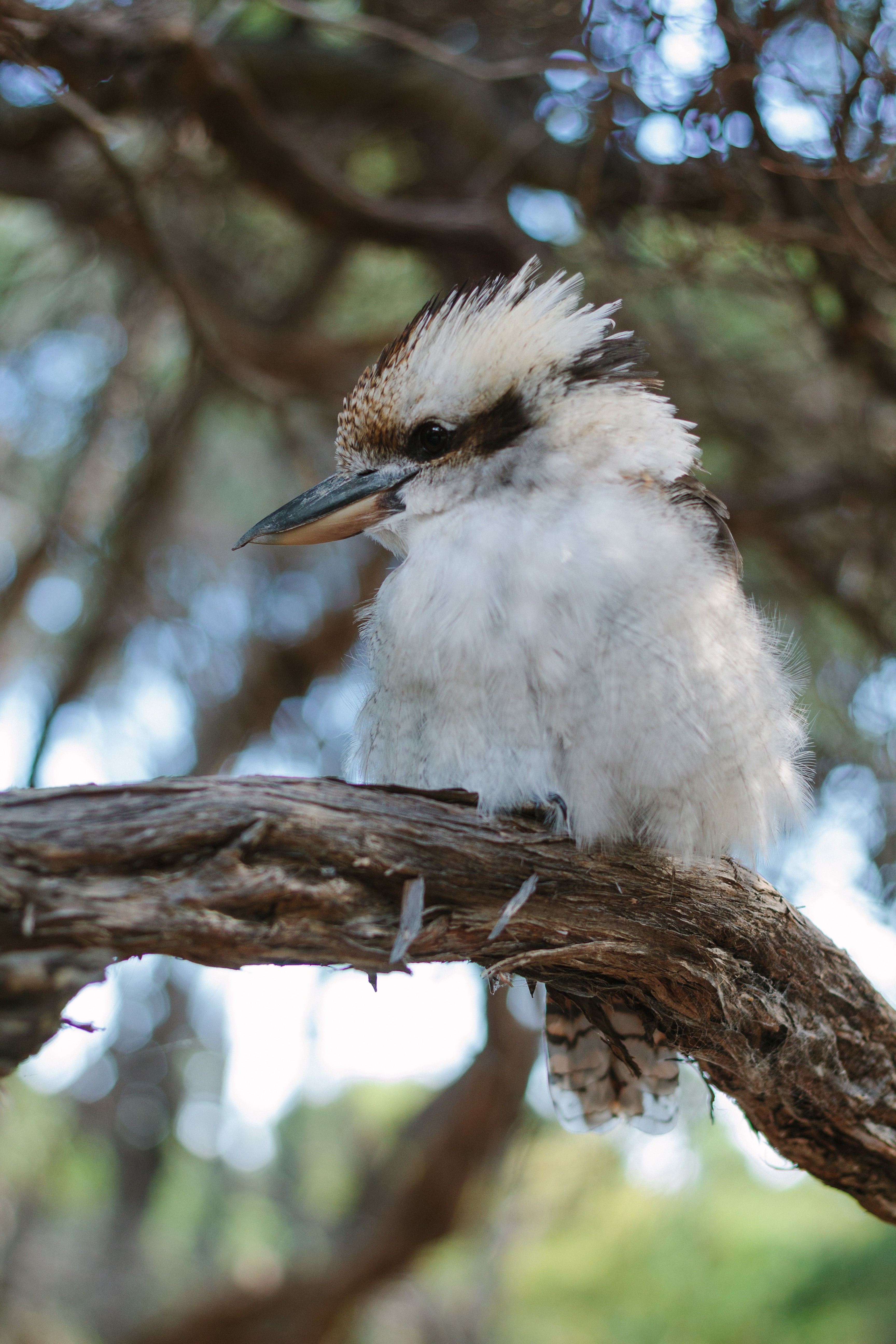 Aus vic Wilsons Promontory kookaburra bird