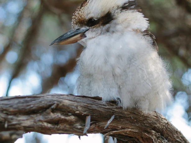 Aus vic Wilsons Promontory kookaburra bird