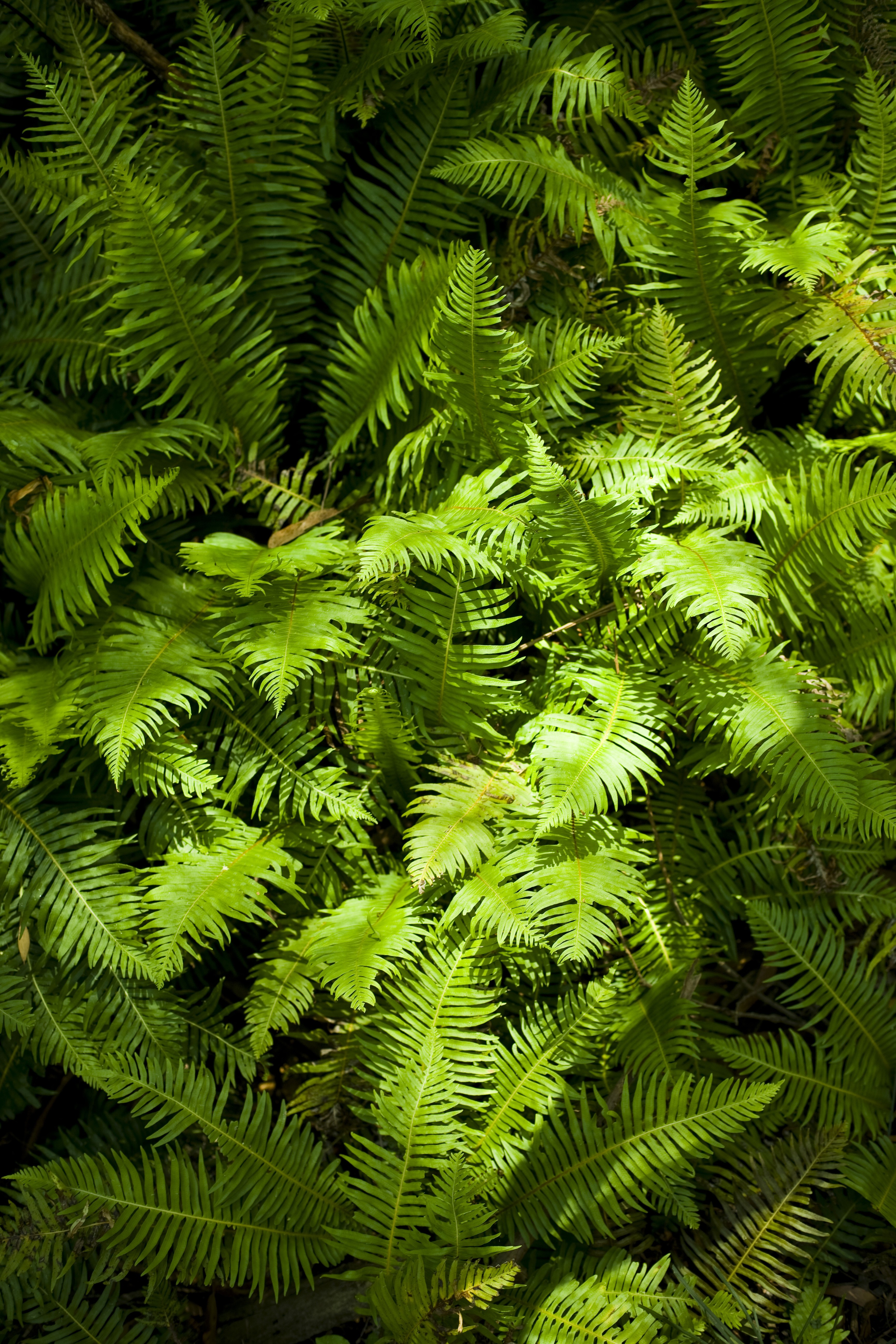 Aus vic grampians Delleys Dell Fern Gully