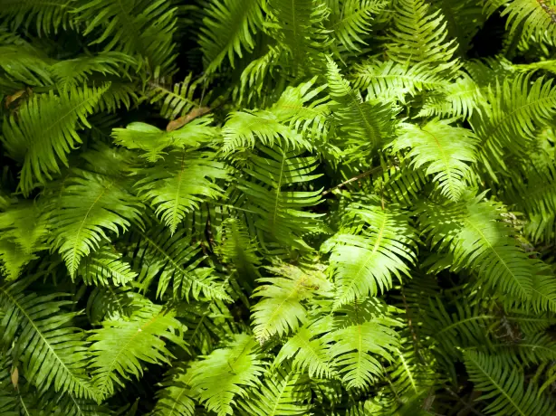 Aus vic grampians Delleys Dell Fern Gully