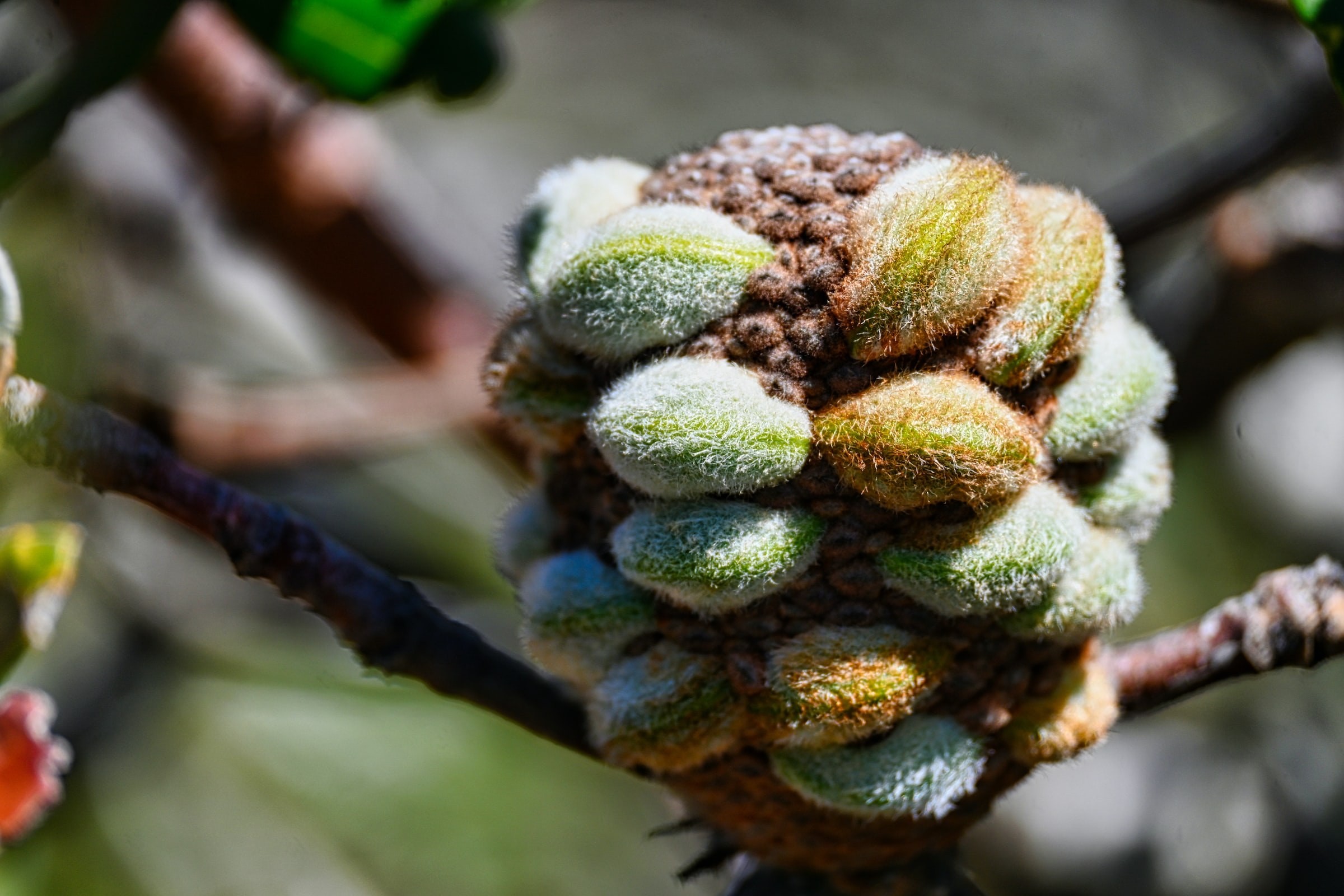 Aus vic grampians banksia flower enguerrand blanchy unsplash