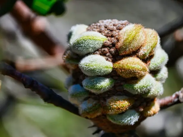 Aus vic grampians banksia flower enguerrand blanchy unsplash