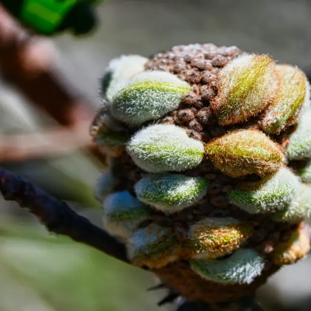 Aus vic grampians banksia flower enguerrand blanchy unsplash