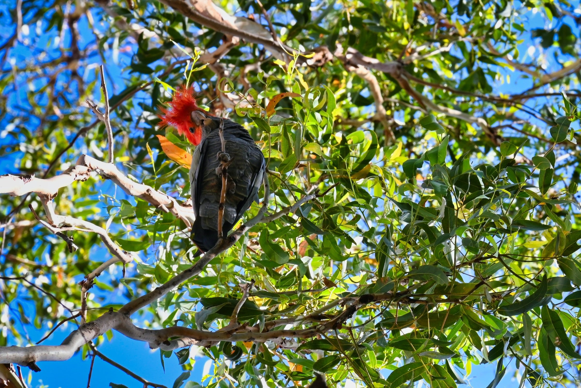 Bunter Vogel in einem Baum