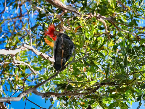 Bunter Vogel in einem Baum