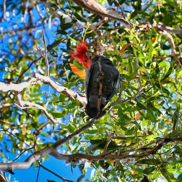 Bunter Vogel in einem Baum