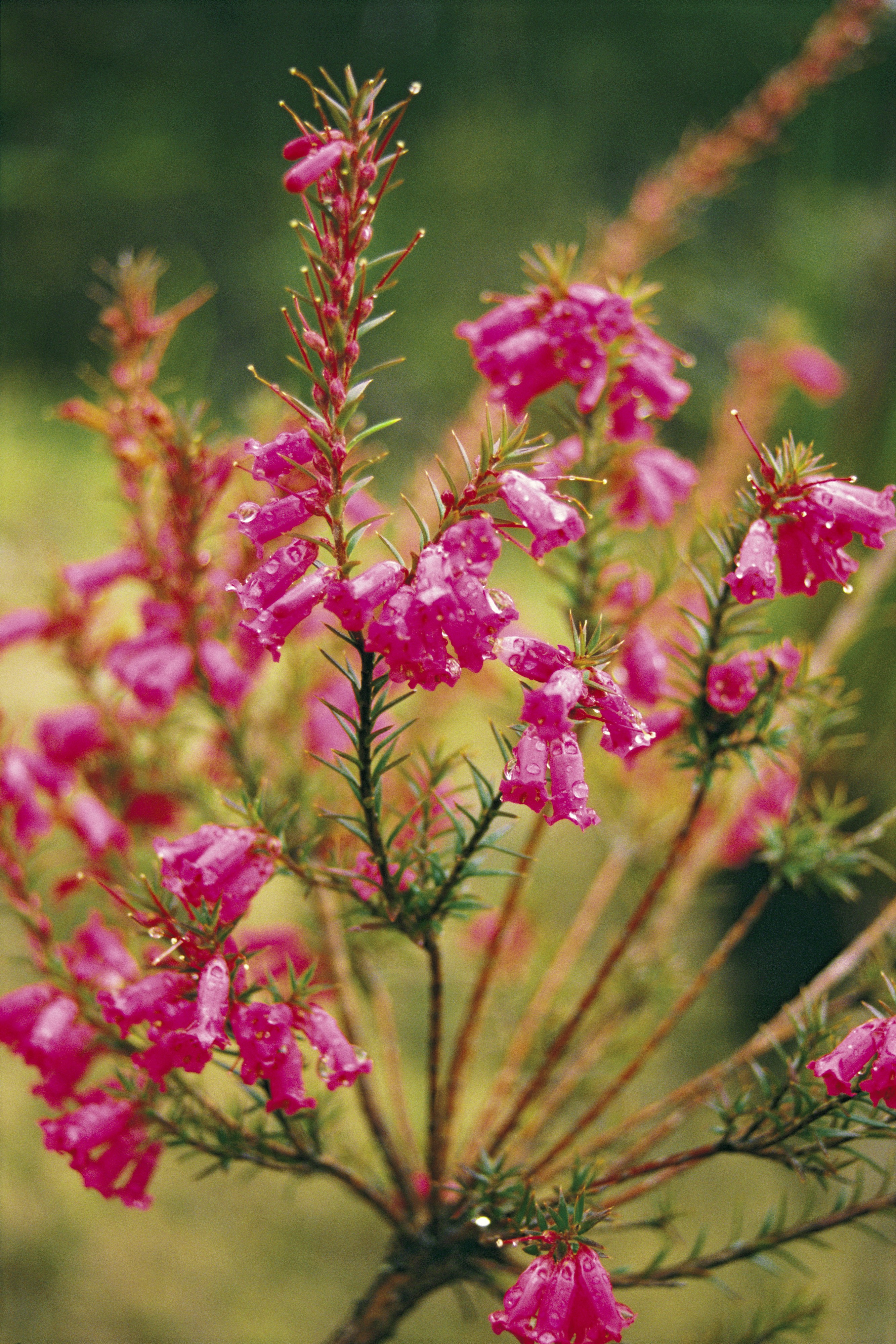 Aus vic grampians wildflowers 1
