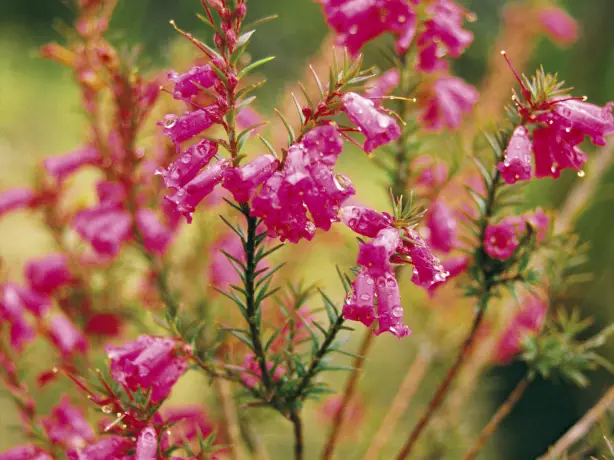 Aus vic grampians wildflowers 1