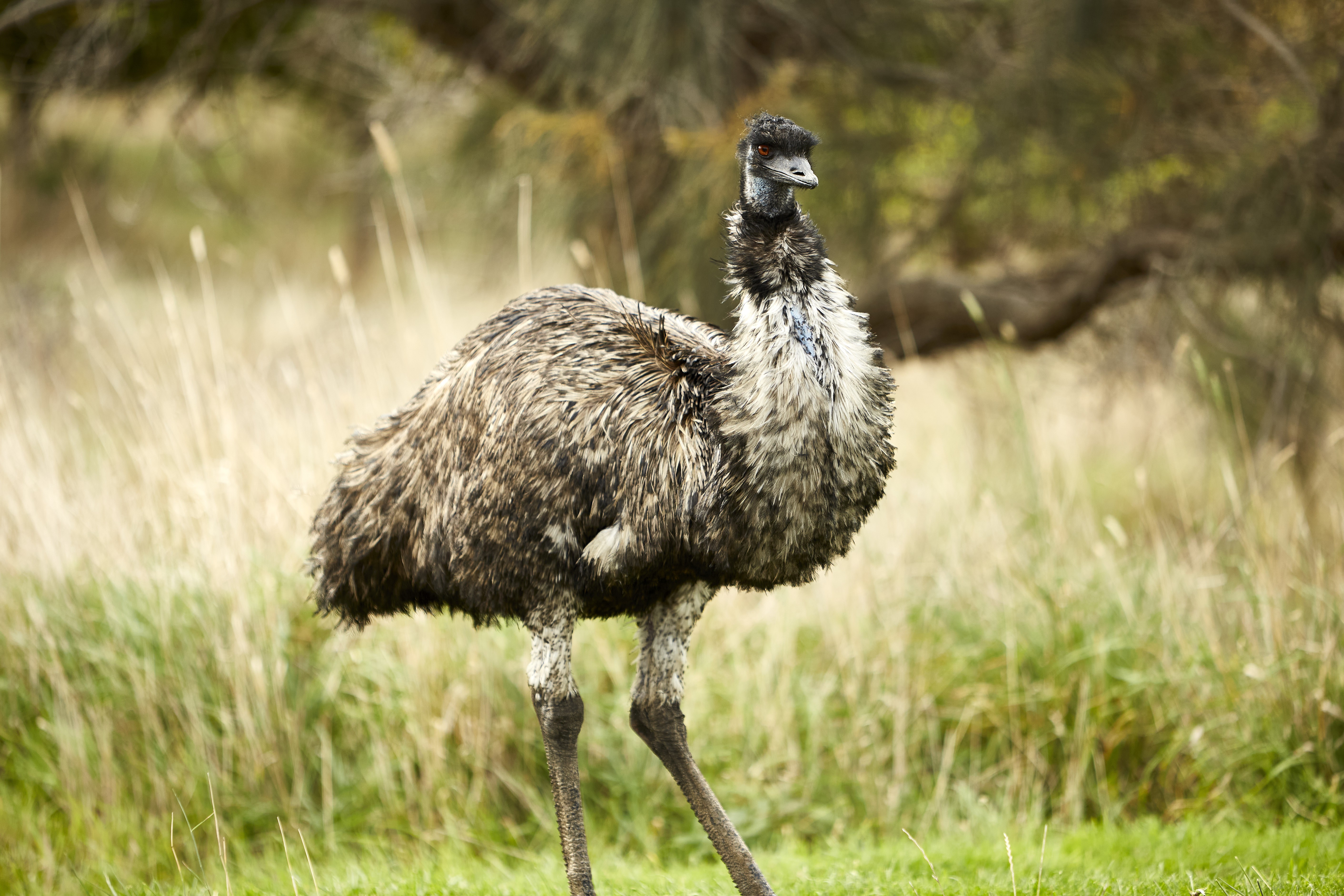 Aus vic great ocean road emu