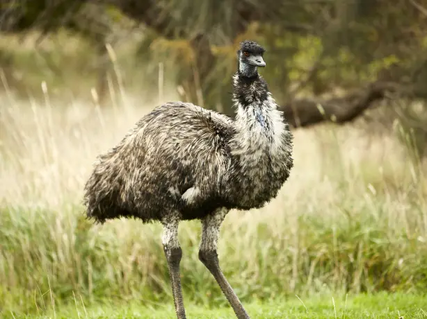 Aus vic great ocean road emu