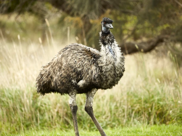 Aus vic great ocean road emu