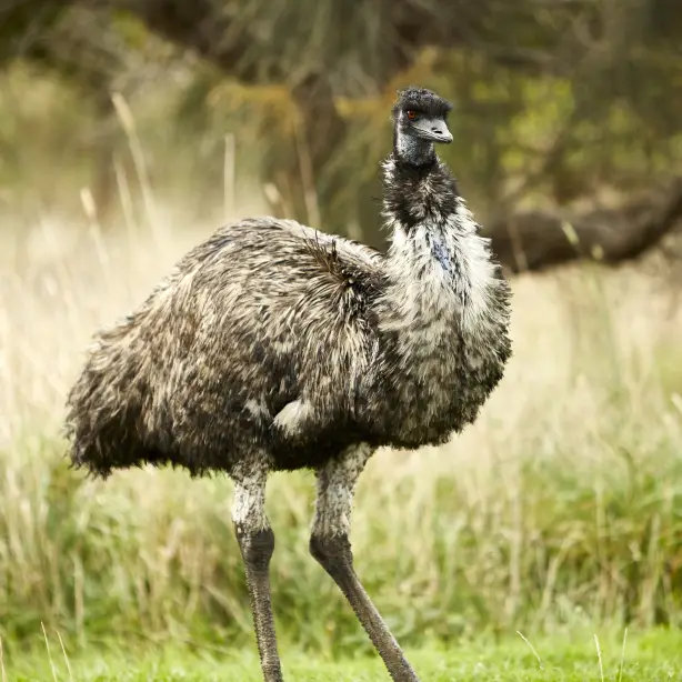 Aus vic great ocean road emu