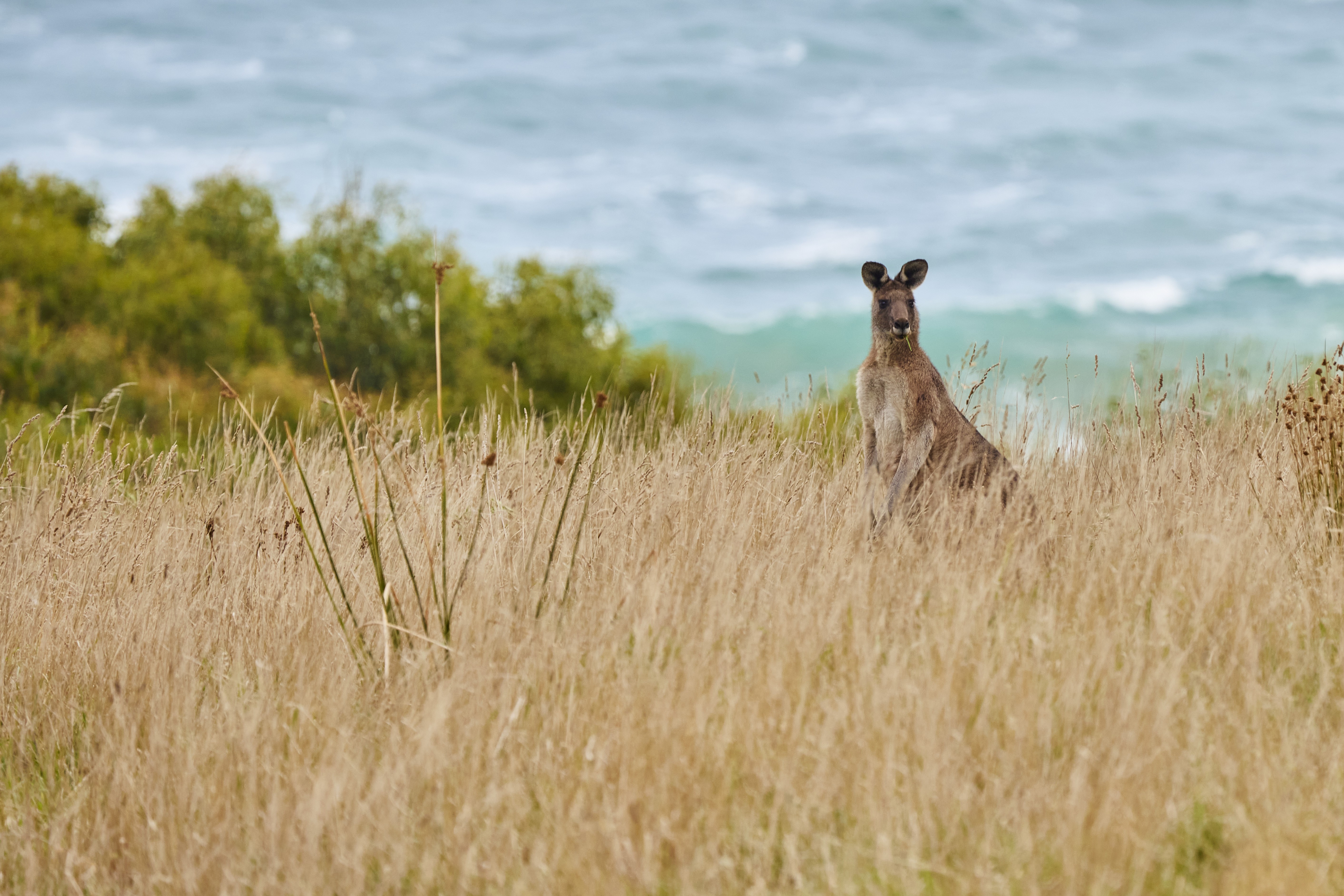 A kangaroo grazes by the sea on the Great Ocean Road in Australia