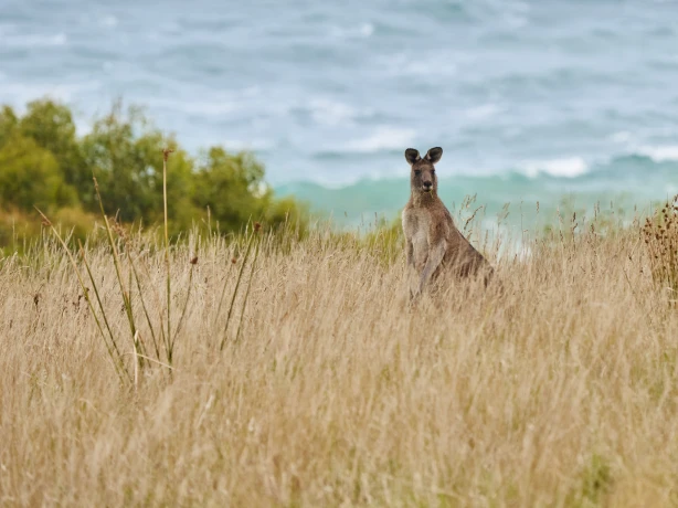 A kangaroo grazes by the sea on the Great Ocean Road in Australia