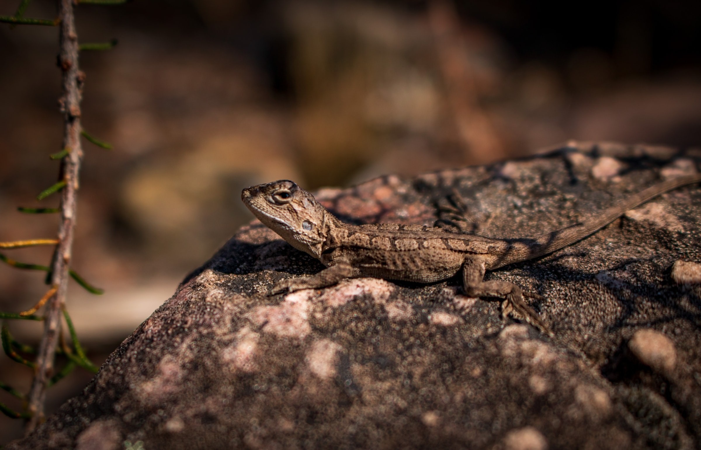 Aus vic lizard grampians katie moon unsplash