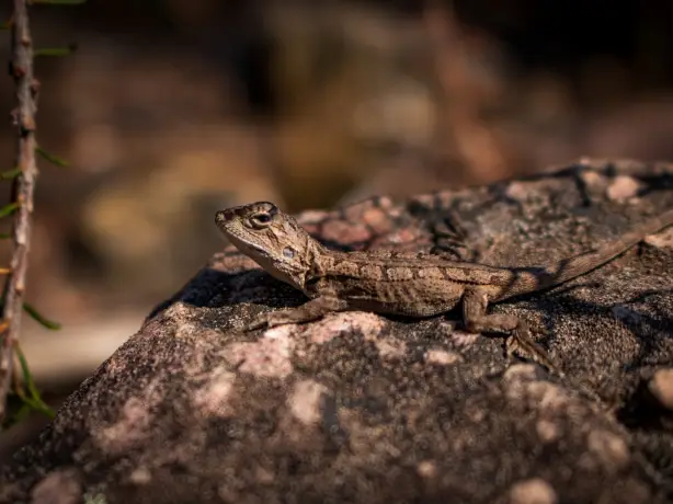 Aus vic lizard grampians katie moon unsplash