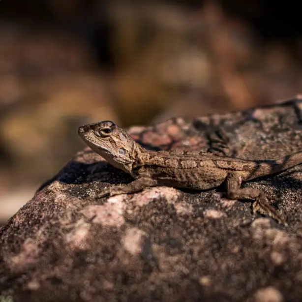 Aus vic lizard grampians katie moon unsplash