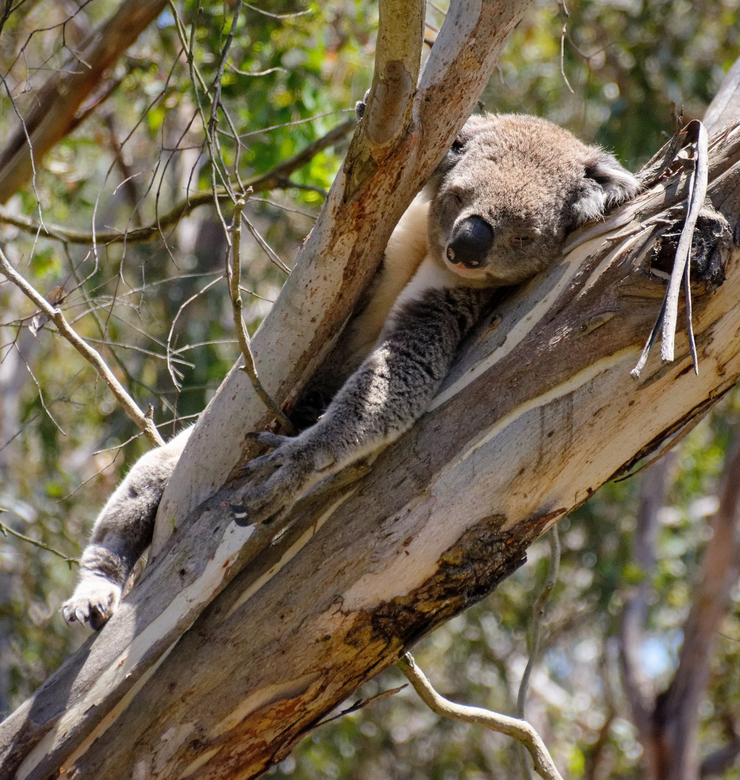 Aus vic phillip island koala hugo kruip unsplash